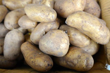 Obraz premium Fresh organic potato stand out among many large background potatos in the market. Heap of potatos root.