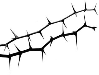 flower field nature landscape casio thorn shadow