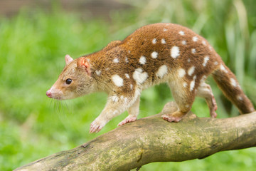 Spotted Quoll