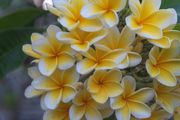 a close up of bunch of frangipani flowers in bali
