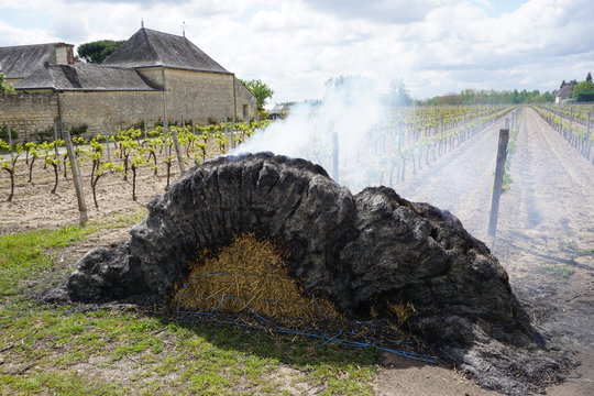 hay bales on fire for protection on the vineyard against frost