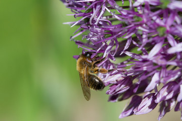 blooming violet blossoms of a garden leek (Allium), with a bee