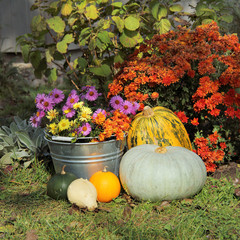 Autumn flowers and decorative pumpkins in the yard. floriculture and gardening