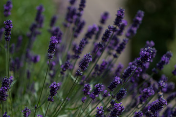 close-up of a blooming lavender