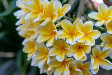 a bunch of frangipani flowers