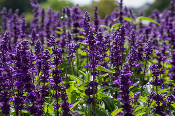 Fototapeta premium Field of blooming lavender