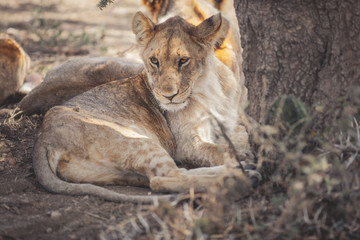 Lion cub resting in the Serengeti national park Tanzania