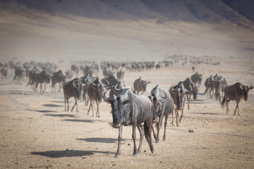 Obraz premium Herd of Gnu in the Ngorongoro crater Tanzania
