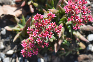 Red-flowering crassula pink flowers in garden