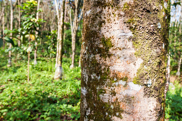 Traditional rubber plantation in rural Sri Lanka
