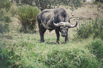 Old Buffalo in the Tanzania Serengeti national park