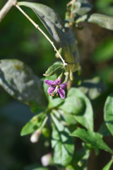 Chinese boxthorn flower in the garden
