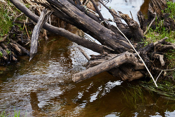 nature. forest. swamp