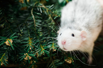 fancy rat on christmas fir tree, Chinese New year 2020