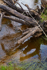 nature. forest. swamp