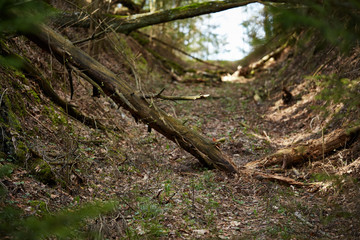 nature. forest. swamp
