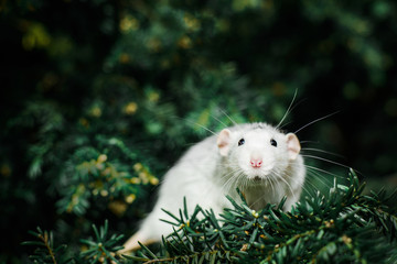 fancy rat on christmas fir tree, Chinese New year 2020