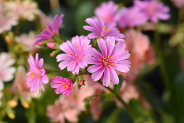 Siskiyou lewisia pink flower in the garden