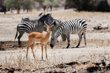 Fototapeta na wymiar Gazelle staring with Zebra's in the background at the Tarangire national park