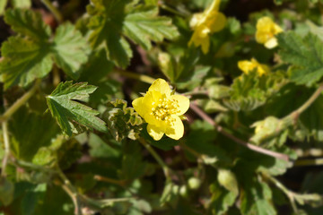 Waldsteinia yellow flower in garden