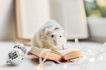 Cute white fancy rat reading small book in garland lights