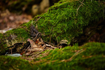 nature. forest. swamp