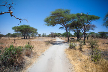 Dirt road with beautiful sky and trees in the Terengary national park Tanzania
