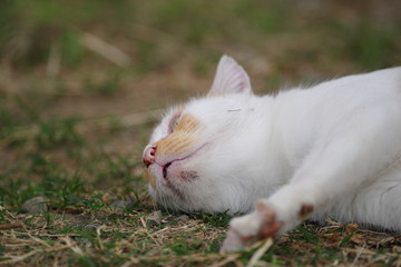 ゴロゴロする猫