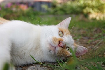 ゴロゴロする猫