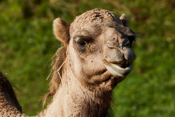 Obraz premium Portrait animal Dromedary in nature