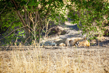 Sleeping lion in the Tarangire national park Tanzania