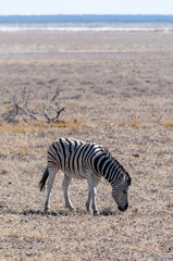 Obraz na płótnie Canvas A Burchell's Plains zebra -Equus quagga burchelli- standing on the plains of Etosha National Park, Namibia.