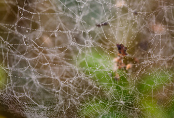 Thin web with dew in the morning