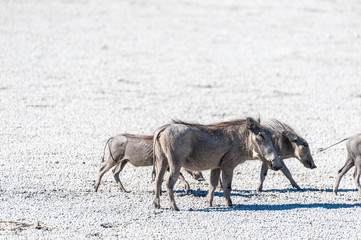 Closeup of a group of Common Warthogs - Phacochoerus africanus- on the Etosha Salt Pan. Etosha...