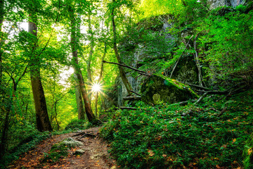 Fototapeta na wymiar Scenery of Wolski Forest in Krakow in Poland. View of the legendary rocky and wooded gorge. Beautiful limestone rocks in the middle of a green woods. Forest illuminated by the early autumn sun.