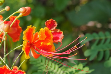 Close-up Pride of Barbados (Caesalpinia pulcherrima) blossom on branch with green nature blurred...
