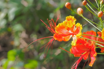 Close-up Pride of Barbados (Caesalpinia pulcherrima) blossom on branch with green nature blurred background, known as Red Bird of Paradise, Dwarf Poinciana, Peacock Flower, and flamboyan-de-jardin.