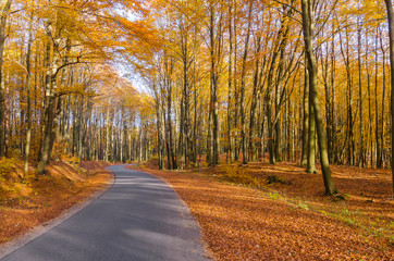 Fototapeta premium Autumn in a beech forest