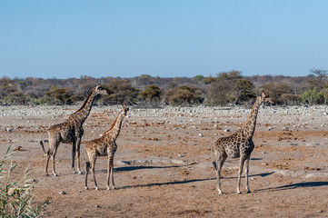 Fototapeta na wymiar Angolan Giraffes - Giraffa giraffa angolensis standing near a waterhole in Etosha national park, Namibia.
