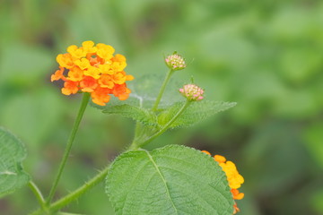 Lantana camara flower blossom on branch with green nature blurred background, known as big sage, GhaneriMarathi, wild sage, red sage, whites age, tick berry, West Indian lantana, and umbelant.