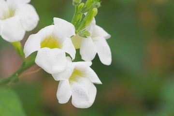 White Asystasia flowers (Asystasia gangetica) blossom on branch with green nature blurred...