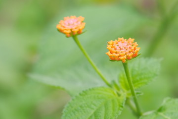 Lantana camara flower blossom on branch with green nature blurred background, known as big sage, GhaneriMarathi, wild sage, red sage, whites age, tick berry, West Indian lantana, and umbelant.