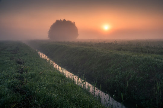Sunrise over the lonely clump of trees during a foggy morning in Oborskie Meadows, Konstancin Jeziorna, Poland