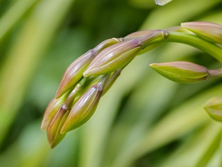 Close up orchid bud on branch with green nature background, Cymbidium floribundum or yellow margin orchid, golden leaf edge orchid.