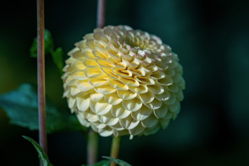 Colourful close up of a  yellow Buttercup pompon dahlia