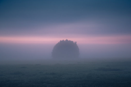 A lonely clump of trees during a foggy morning in Oborskie Meadows, Konstancin Jeziorna, Poland