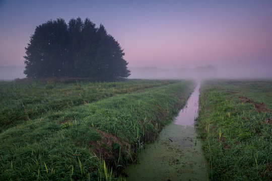 A lonely clump of trees during a foggy morning in Oborskie Meadows, Konstancin Jeziorna, Poland