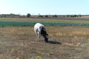 Cow on the Meadow