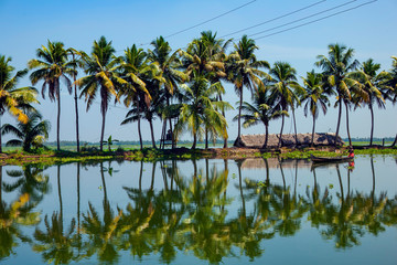 palm trees on lake with reflection,Cocunut tree,Kerala backwaters Alleppey   - obrazy, fototapety, plakaty