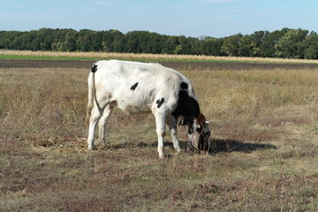Cow on the Meadow